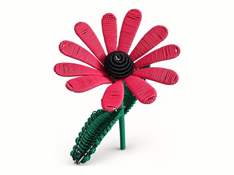 Africa in Colour Namaqualand Daisy Rope Flower Stem